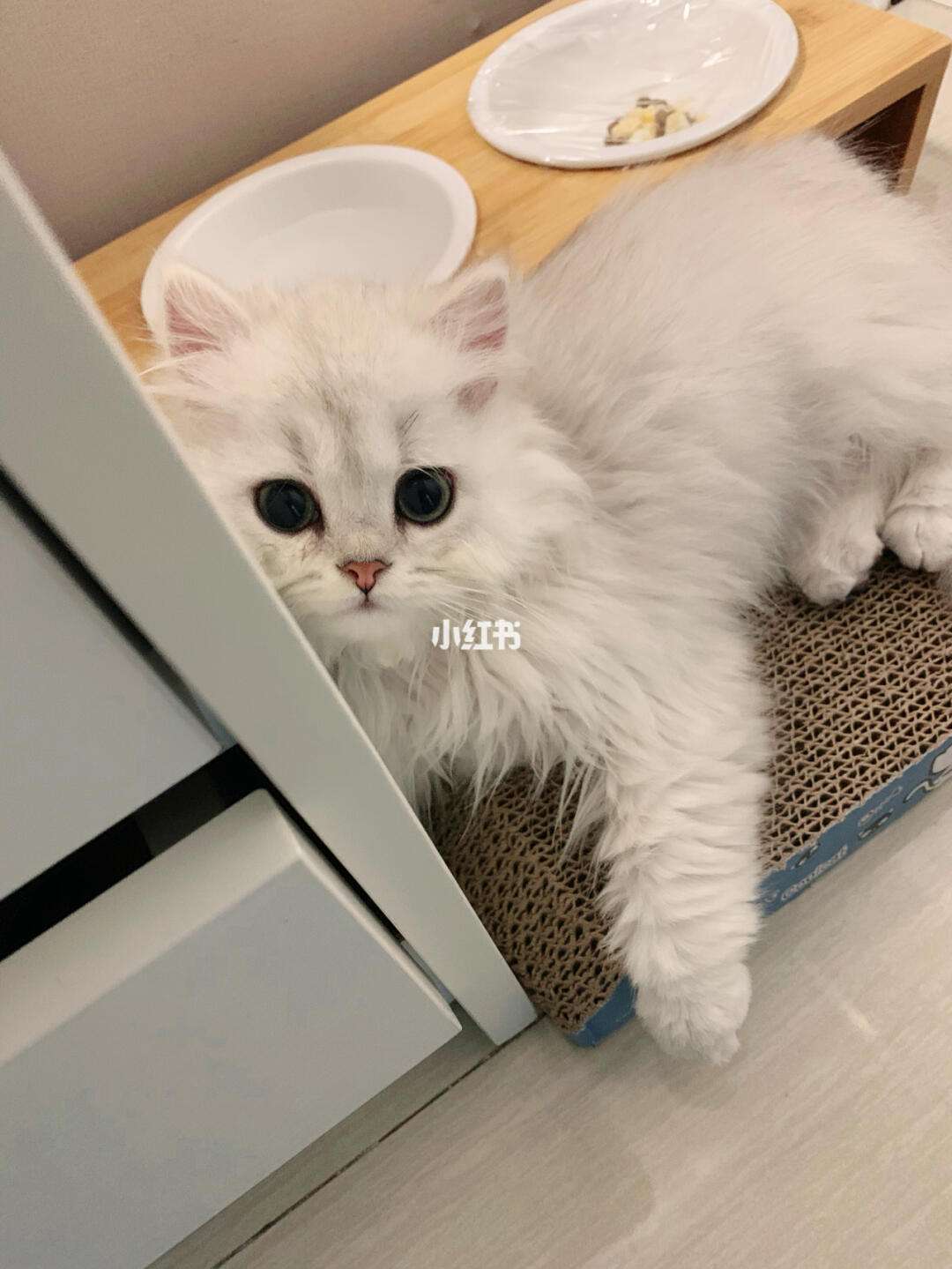 喵一会儿下载安卓版(喵的一下就哭了表情包)-第5张图片-QuickQ官网