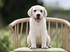 布拉英语苹果版(布拉英语app下载)