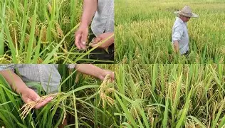 随意配种手机版下载(繁殖村庄12游戏手机版)-第5张图片-QuickQ官网